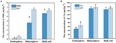 Combined <mark class="highlighted">Phenanthrene</mark> and Copper Pollution Imposed a Selective Pressure on the Rice Root-Associated Microbiome